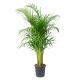 Areca Plam Large