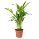 Areca Plam Medium