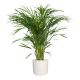 Areca Palm Small