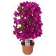 Bougainvillea