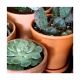 Cactus 2