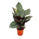 Calathea