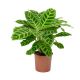 Calathea 2