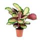 Calathea 3