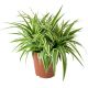 Chlorophytum Ocean Spider Plant