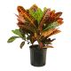 Codiaeum Variegatum Pictum