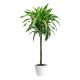 Dracaena Lemon Lime Holland 3