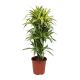 Dracaena Lemon Lime Holland