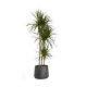 Dracaena Marginata Holland 2