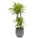 Dracaena Lemon Lime Holland 2