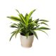 Dracaena Lemon Lime Holland