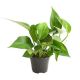 Money plant Holland