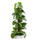 Money plants Holland