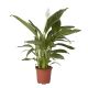 Peace Lily 2