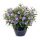 Ruellia Brittoniana