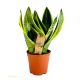 Sansevieria Trifasciata Small
