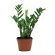 Zamia Holland Medium